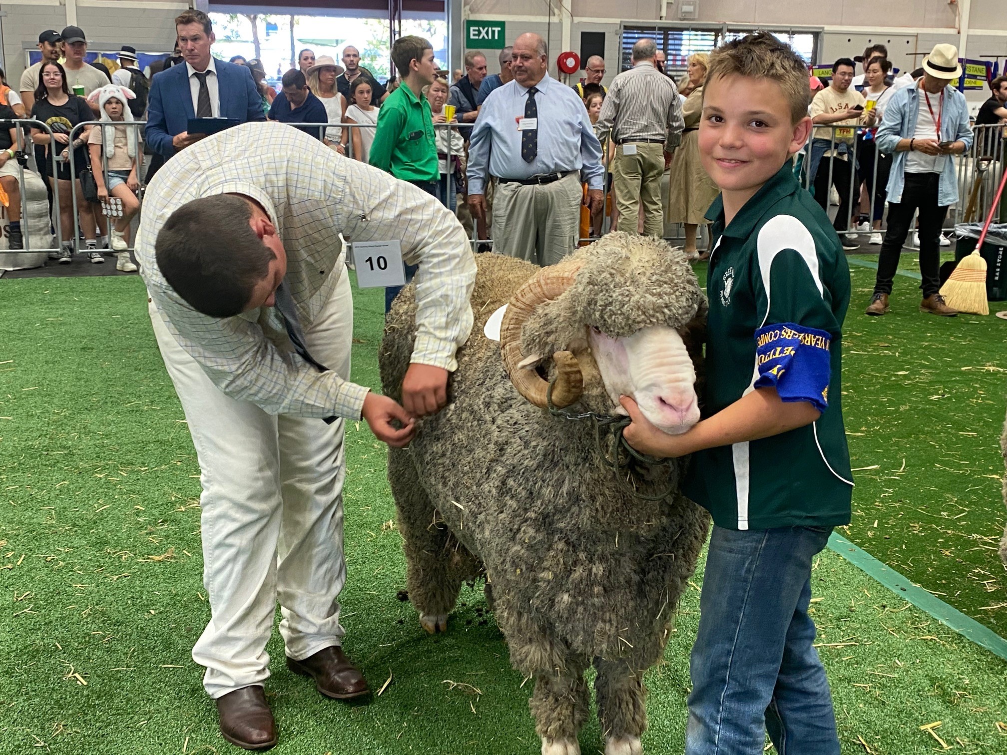 Ben Alcock merino Sheep YJ 2