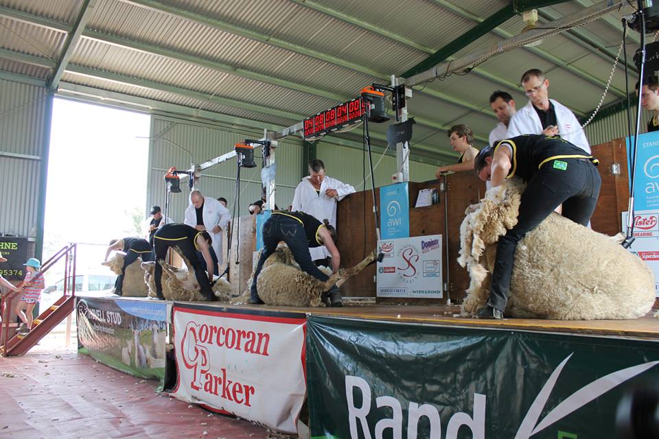 LADIES SHEARING